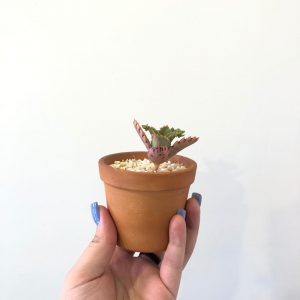 Vaso Cerâmico com suculenta (planta natural)