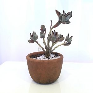 Vaso Cerâmico com suculenta (planta natural)